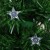 Ёлка фиброоптическая звезда 90 см 80 веток