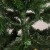 Ёлка искусственная "Рождественская" 180 см, d нижнего яруса 100 см, 490 веток